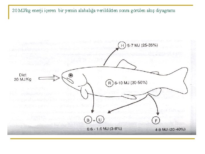 20 MJ/kg enerji içeren bir yemin alabalığa verildikten sonra görülen akış diyagramı 