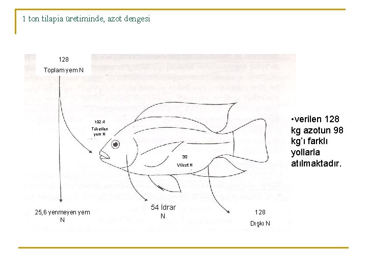 1 ton tilapia üretiminde, azot dengesi 128 Toplam yem N • verilen 128 kg