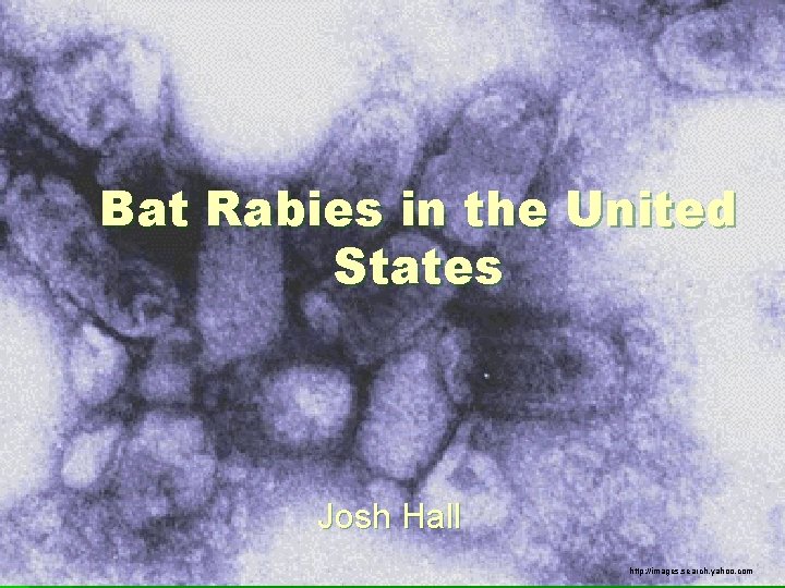 Bat Rabies in the United States Josh Hall http: //images. search. yahoo. com 