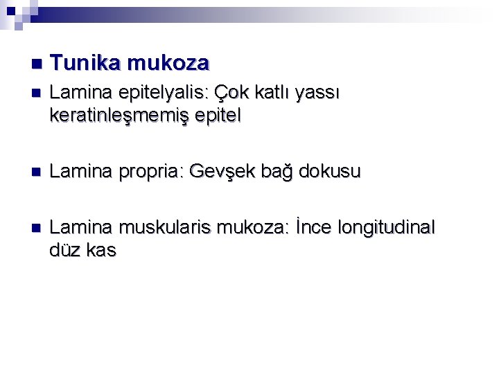 n Tunika mukoza n Lamina epitelyalis: Çok katlı yassı keratinleşmemiş epitel n Lamina propria: