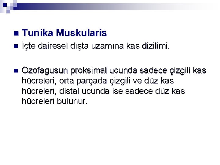 n Tunika Muskularis n İçte dairesel dışta uzamına kas dizilimi. n Özofagusun proksimal ucunda