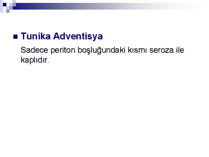 n Tunika Adventisya Sadece periton boşluğundaki kısmı seroza ile kaplıdır. 