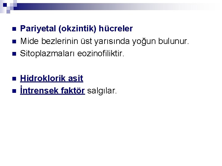 n n n Pariyetal (okzintik) hücreler Mide bezlerinin üst yarısında yoğun bulunur. Sitoplazmaları eozinofiliktir.