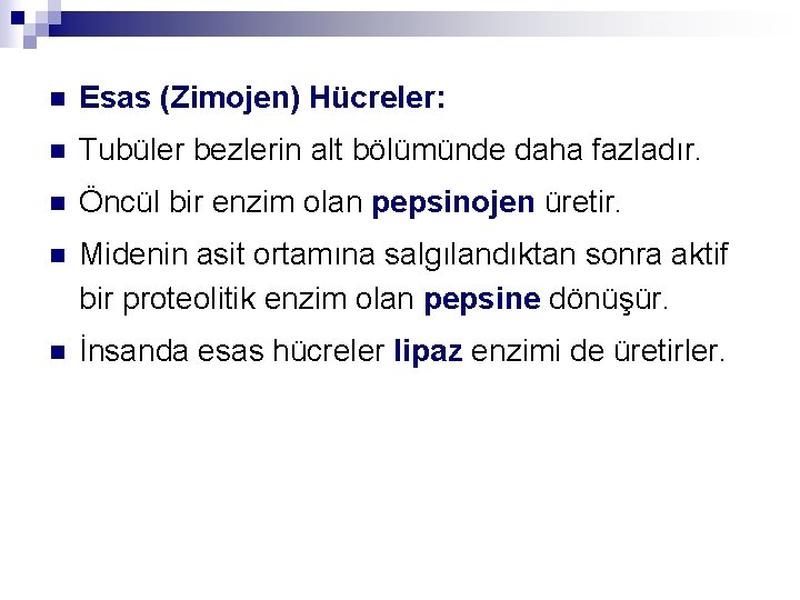 n Esas (Zimojen) Hücreler: n Tubüler bezlerin alt bölümünde daha fazladır. n Öncül bir