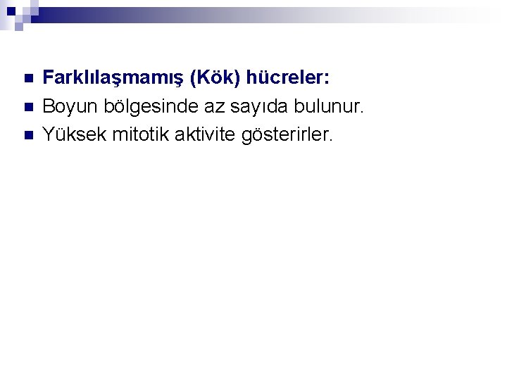 n n n Farklılaşmamış (Kök) hücreler: Boyun bölgesinde az sayıda bulunur. Yüksek mitotik aktivite