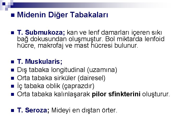 n Midenin Diğer Tabakaları n T. Submukoza; kan ve lenf damarları içeren sıkı bağ