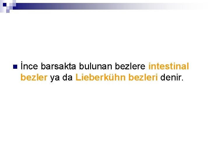 n İnce barsakta bulunan bezlere intestinal bezler ya da Lieberkühn bezleri denir. 