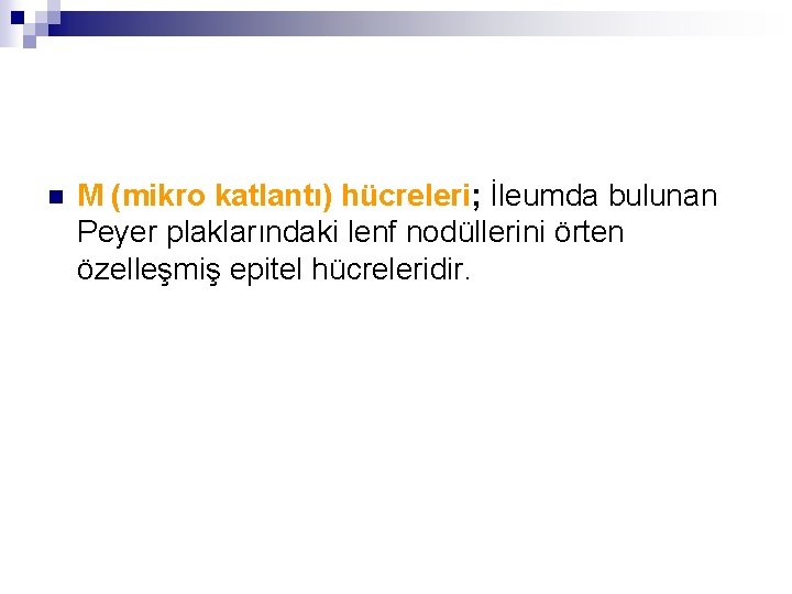 n M (mikro katlantı) hücreleri; İleumda bulunan Peyer plaklarındaki lenf nodüllerini örten özelleşmiş epitel