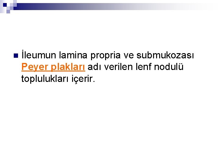 n İleumun lamina propria ve submukozası Peyer plakları adı verilen lenf nodulü toplulukları içerir.