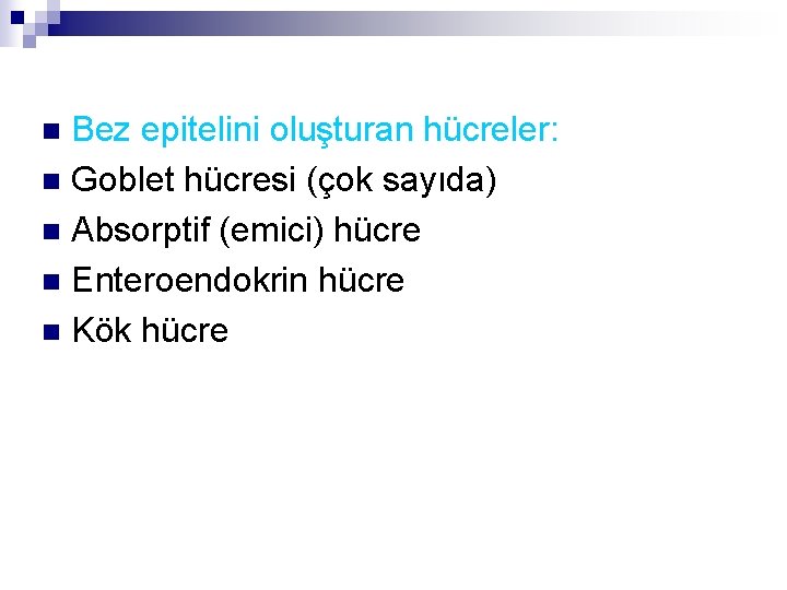 Bez epitelini oluşturan hücreler: n Goblet hücresi (çok sayıda) n Absorptif (emici) hücre n