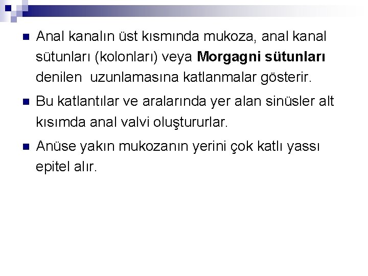 n Anal kanalın üst kısmında mukoza, anal kanal sütunları (kolonları) veya Morgagni sütunları denilen