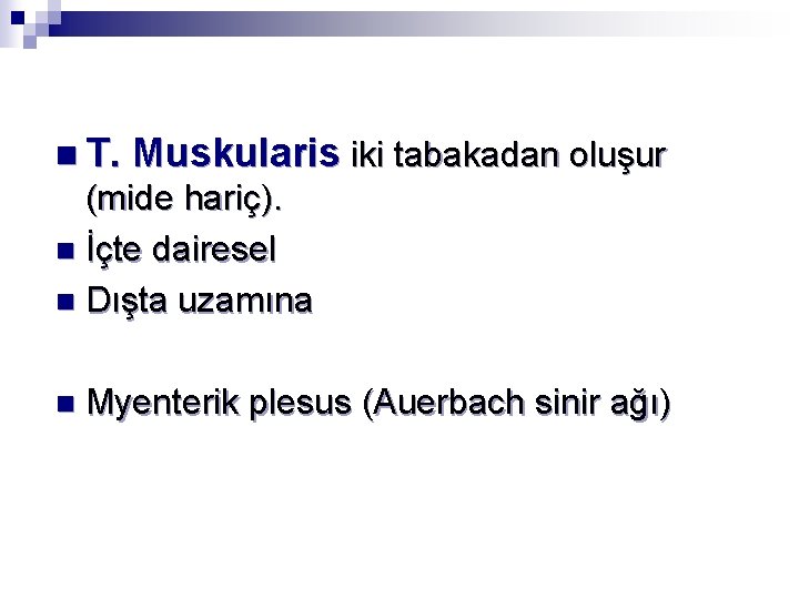 n T. Muskularis iki tabakadan oluşur (mide hariç). n İçte dairesel n Dışta uzamına