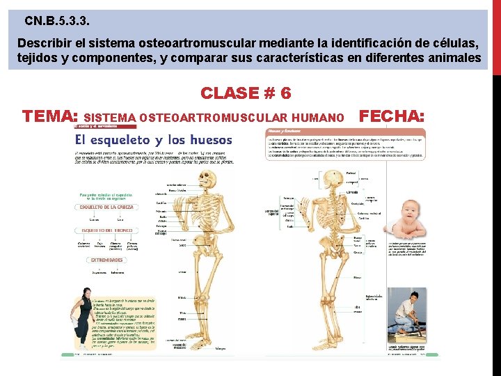  CN. B. 5. 3. 3. Describir el sistema osteoartromuscular mediante la identificación de