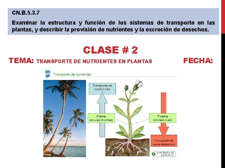 CN. B. 5. 3. 7 Examinar la estructura y función de los sistemas de