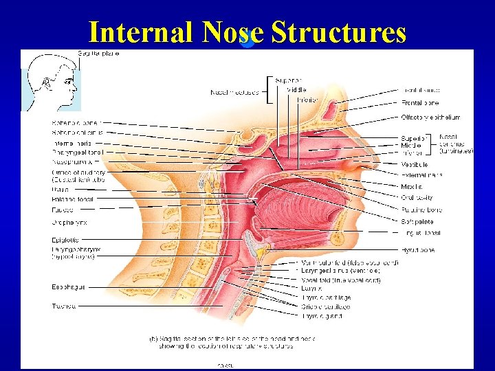 Internal Nose Structures 
