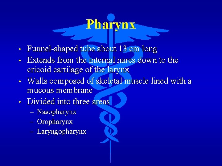 Pharynx • • Funnel-shaped tube about 13 cm long Extends from the internal nares