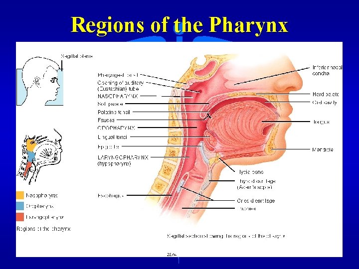 Regions of the Pharynx 
