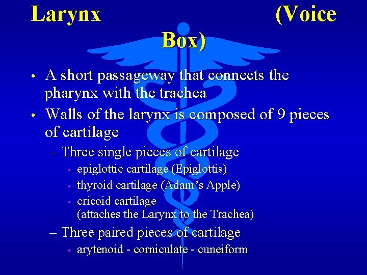 Larynx (Voice Box) • • A short passageway that connects the pharynx with the