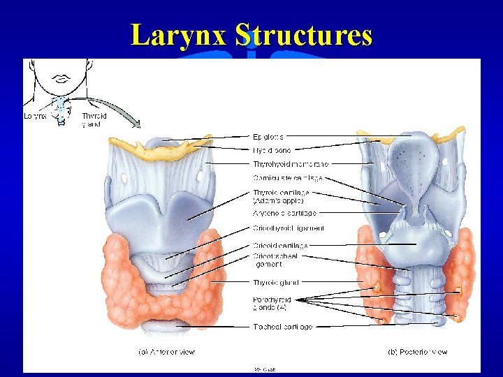 Larynx Structures 