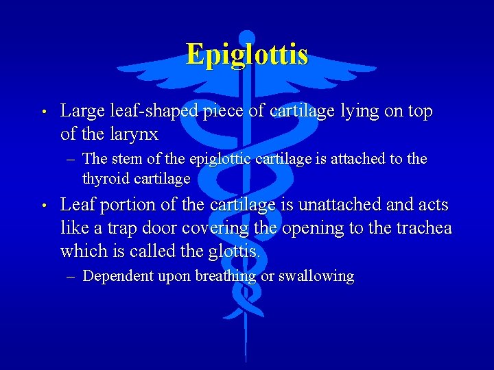 Epiglottis • Large leaf-shaped piece of cartilage lying on top of the larynx –