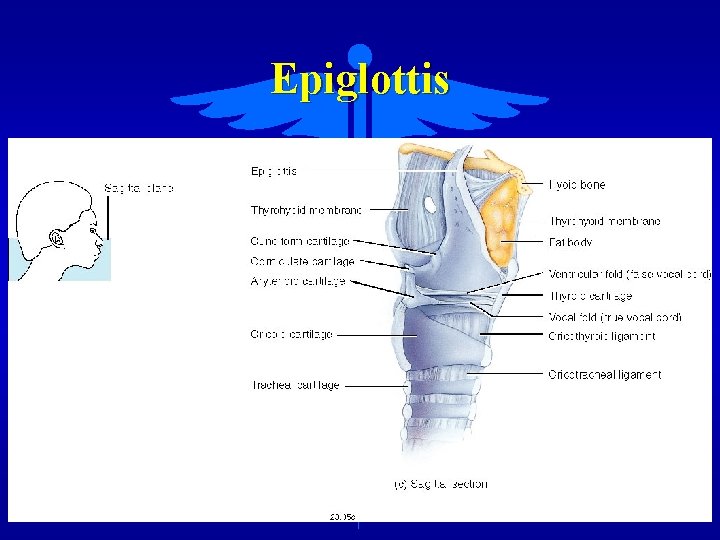 Epiglottis 