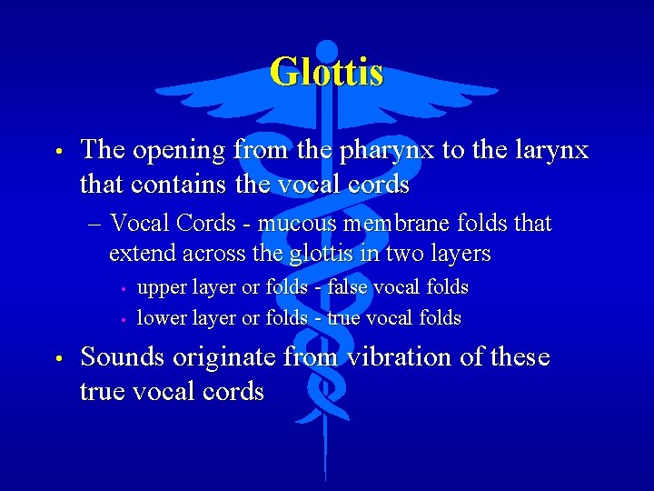 Glottis • The opening from the pharynx to the larynx that contains the vocal