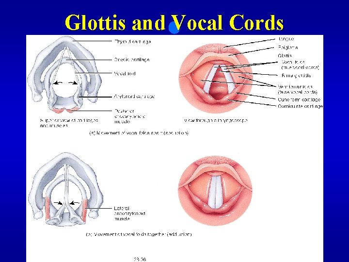 Glottis and Vocal Cords 