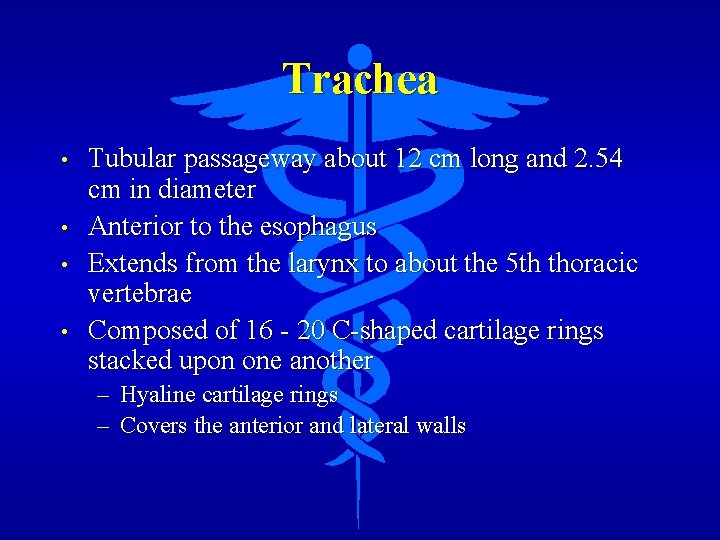 Trachea • • Tubular passageway about 12 cm long and 2. 54 cm in