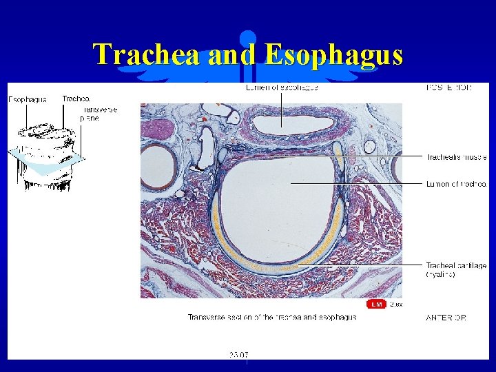 Trachea and Esophagus 