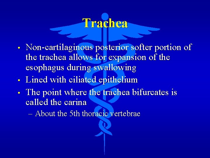 Trachea • • • Non-cartilaginous posterior softer portion of the trachea allows for expansion