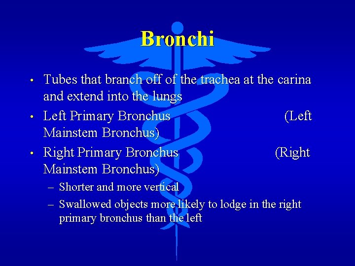 Bronchi • • • Tubes that branch off of the trachea at the carina
