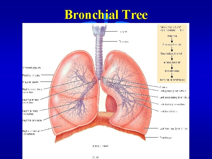 Bronchial Tree 