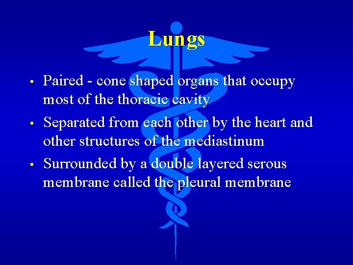 Lungs • • • Paired - cone shaped organs that occupy most of the