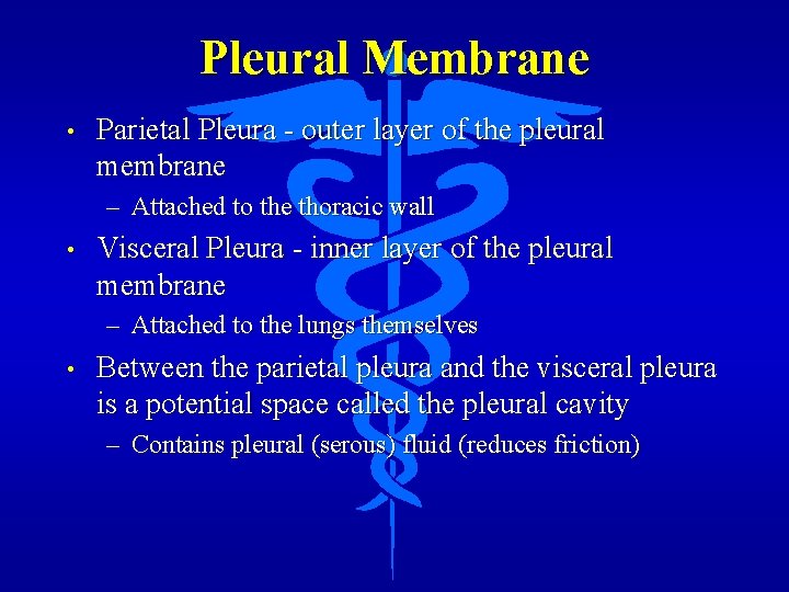 Pleural Membrane • Parietal Pleura - outer layer of the pleural membrane – Attached