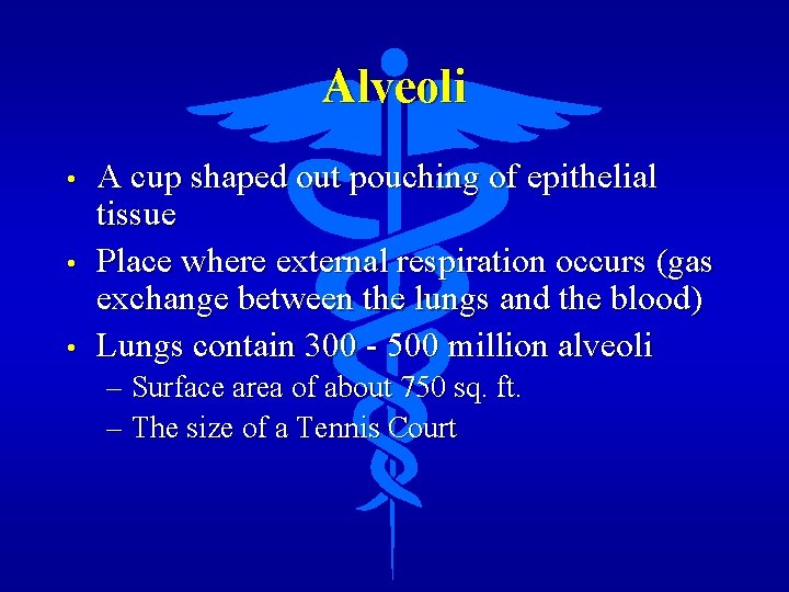 Alveoli • • • A cup shaped out pouching of epithelial tissue Place where