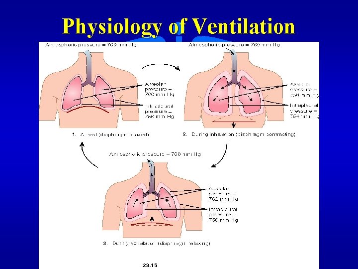 Physiology of Ventilation 