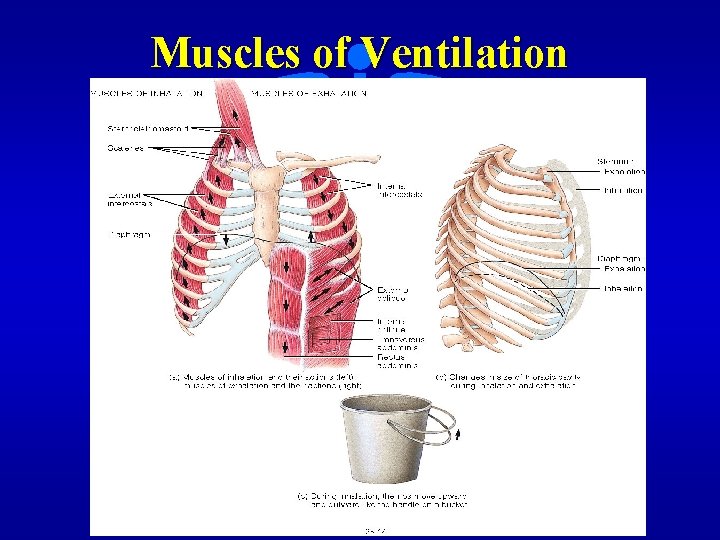 Muscles of Ventilation 