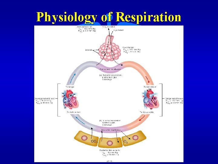 Physiology of Respiration 