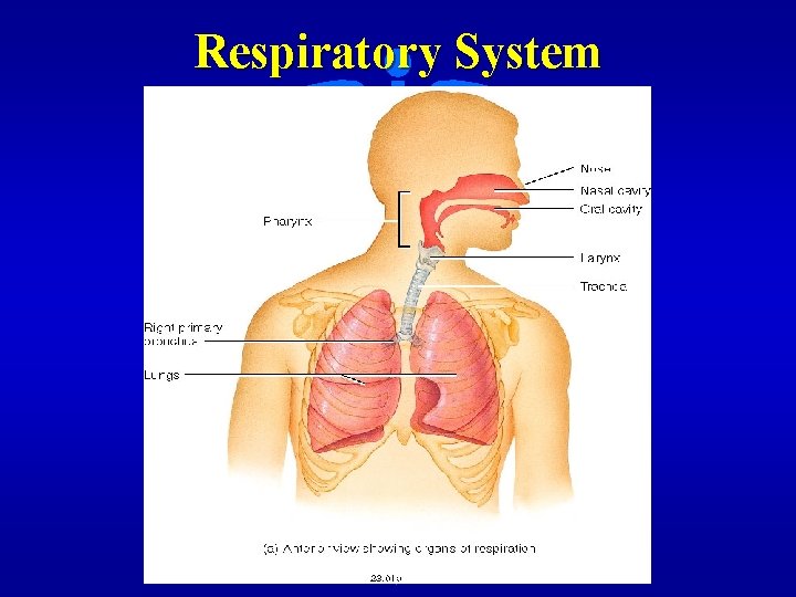 Respiratory System 