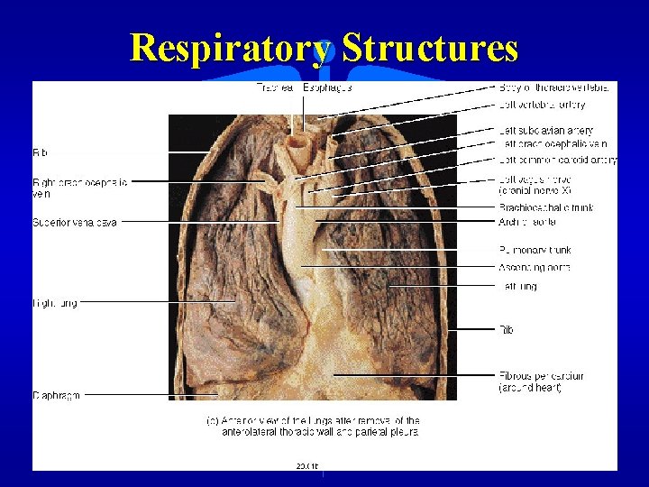 Respiratory Structures 