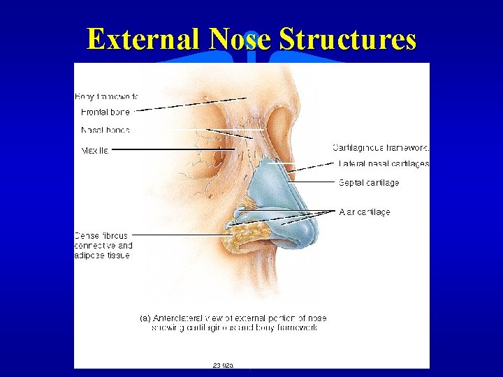 External Nose Structures 