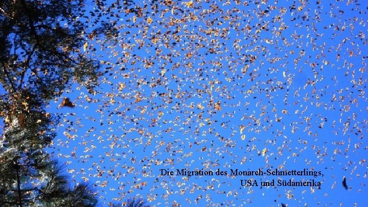 Die Migration des Monarch-Schmetterlings, USA und Südamerika 