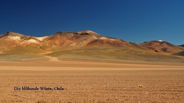 Die blühende Wüste, Chile 