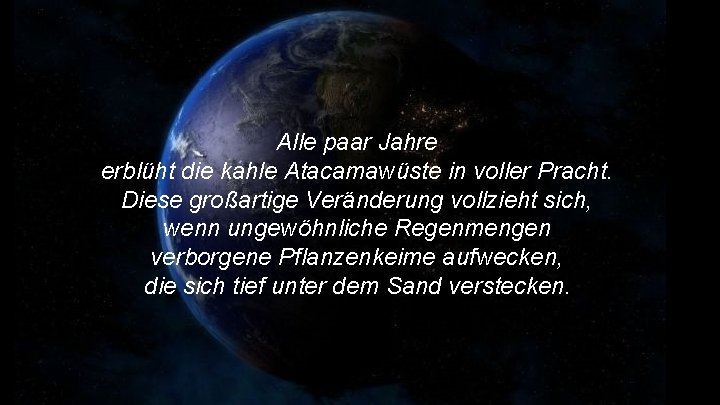 Alle paar Jahre erblüht die kahle Atacamawüste in voller Pracht. Diese großartige Veränderung vollzieht