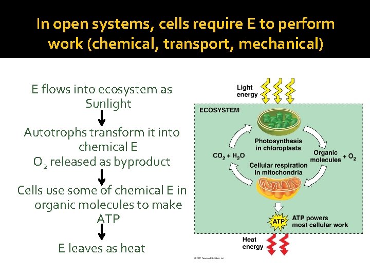 In open systems, cells require E to perform work (chemical, transport, mechanical) E flows