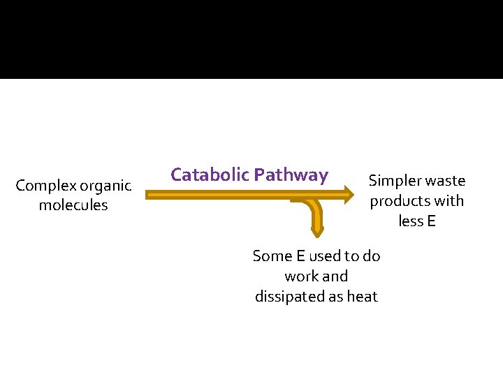 Complex organic molecules Catabolic Pathway Simpler waste products with less E Some E used