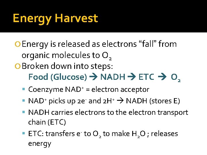 Energy Harvest Energy is released as electrons “fall” from organic molecules to O 2