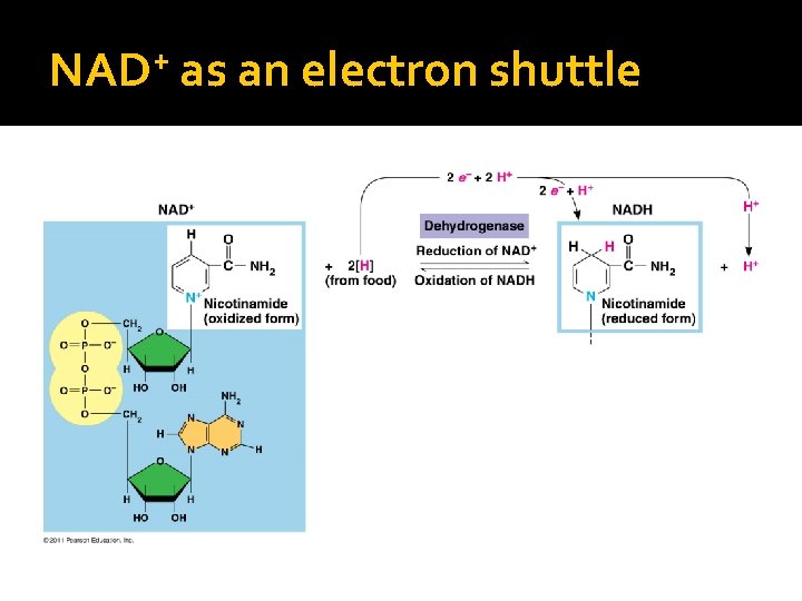 + NAD as an electron shuttle 