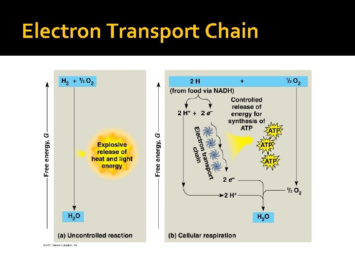 Electron Transport Chain 