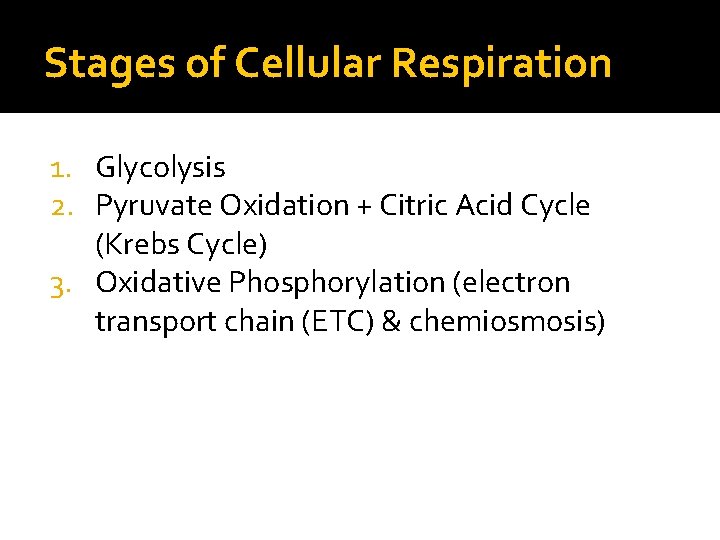 Stages of Cellular Respiration 1. Glycolysis 2. Pyruvate Oxidation + Citric Acid Cycle (Krebs